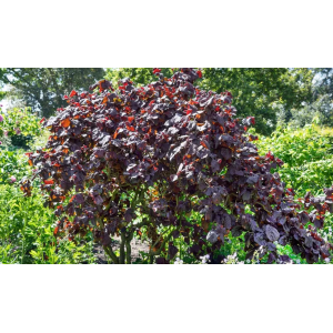Lieska obyčajná (Corylus avellana) ´PURPLE UMBRELLA´ - výška 200-250 cm, kont. C10L - NA KMIENKU